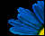 Flower Color Change