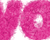 Pink Plush Text
