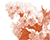 Brush Creation