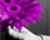 Purple Flower Photo Manipulation