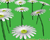 Modeling a daisy