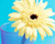 Image Animation With Shadow