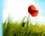Applying Filter Effect on Image