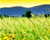 Hide Right Click Flash Menu