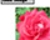 Dynamic Load Image into Flash