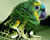 BirdFrog Tutorial