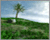 Grass Tutorial