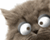 Cat Funny Eyes