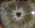 Electrify the Human Eye