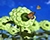 Cucumber Flower