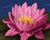 Water Lily