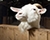 Masking animal hair or plush