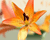 Two images appearance