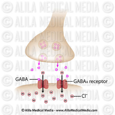 GABA synapse, diagramme marqué