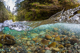 Rapids on the Dungeness River in Olympic National Forest