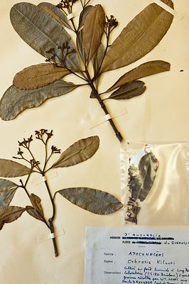 Detail d'herbiers