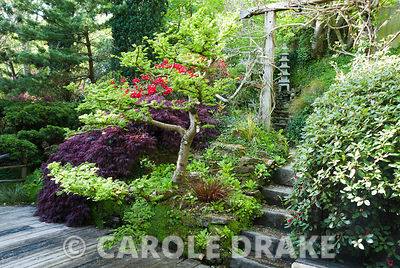 Cloud pruned elm Ulmus x hollandica 'Jacqueline Hillier' alongside dark acer and red rhododendron around decking from which steps lead framed by timber archway supporting wisteria. The Japanese Garden & Bonsai Nursery, St.Mawgan, nr Newquay, Cornwall