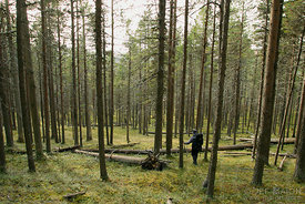 Hiker in protected pine tree forest