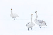 Whooper Swans