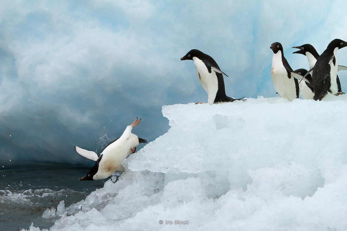 Ira Block Photography | Adelie penguins jumping into the ocean around