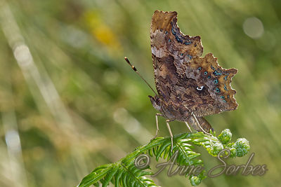 Polygonia c-album