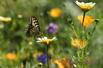 Papilio machaon