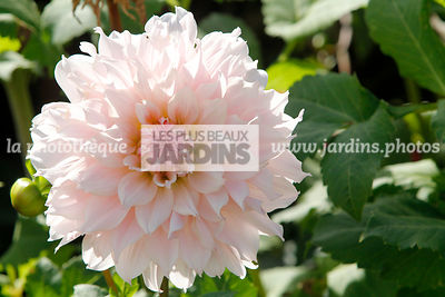 Dahlia Idylle (dahlia cactus), Asteraceae, Vivace semi-rustique, Plante à tubercule, Saisonnière, Plante à massif, Port haut (hauteur : 140 cm), Feuillage caduc, Vert moyen, Floraison juillet à novembre, Fleur rose porcelaine, Ligule effilée, Origine hort