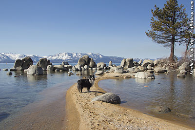 Tahoe Island Merlin