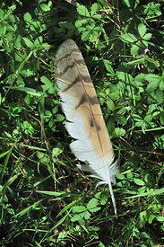 Plume d'Effraie des clochers