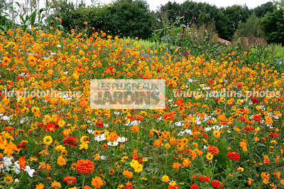 Massif, Talus, Mélange floral, Jachère fleurie, Annuelle, Cosmos sulphureus ‘Cosmic Orange’ (cosmos sulphureux), Orange cosmos, Cosmos bipinnatus ‘Sonata blanc’, Cupflower, Zinnia géant à fleur de dahlia ‘Golden State’, Le Potager extraordinaire, Vendée,