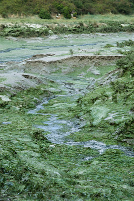 Algues vertes Bretagne
