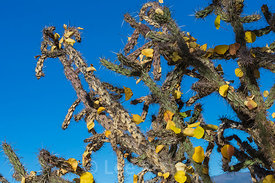 Autumn Leaves Caught on Cholla Cactus