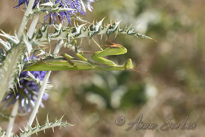 Mantis religiosa