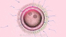 Fertilisation #6