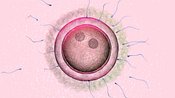 Fertilisation #6