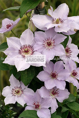 Clematis 'Still Waters' Zostiwa (clématite)