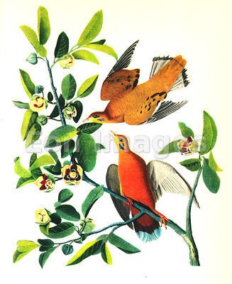 Audubon print Zenaida Dove