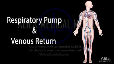 Pompe respiratoire et retour veineux, animation en Anglais.
