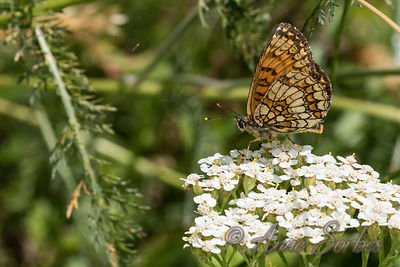 Melitaea athalia