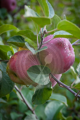 AppleTrees1