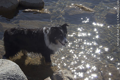 Sparkly Merlin