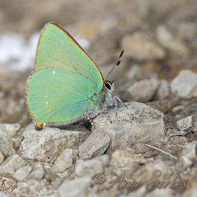 Callophrys rubi
