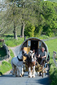 Horse drawn caravans heading along a narrow rural road near Kirkby Stephen, heading to Appleby Horse Fair 2015.