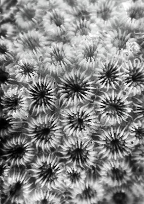 Plesiastrea versipora