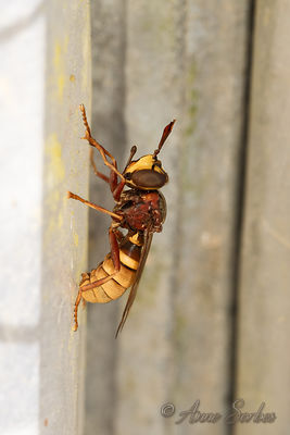 Conops vesicularis