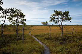 Summer Night on the Ronkansuo Mire