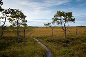Summer Night on the Ronkansuo Mire