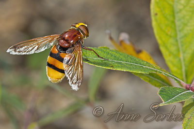 Volucella zonaria