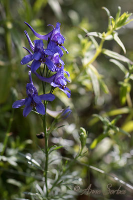 Delphinium verdunense