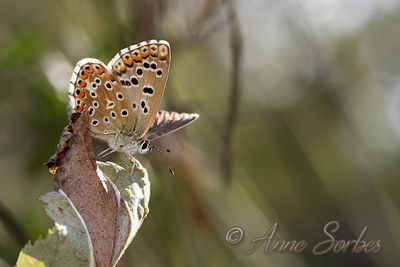 Lysandra sp.